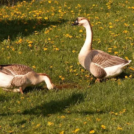 Vakantieboerderij Zagroda Chlopska