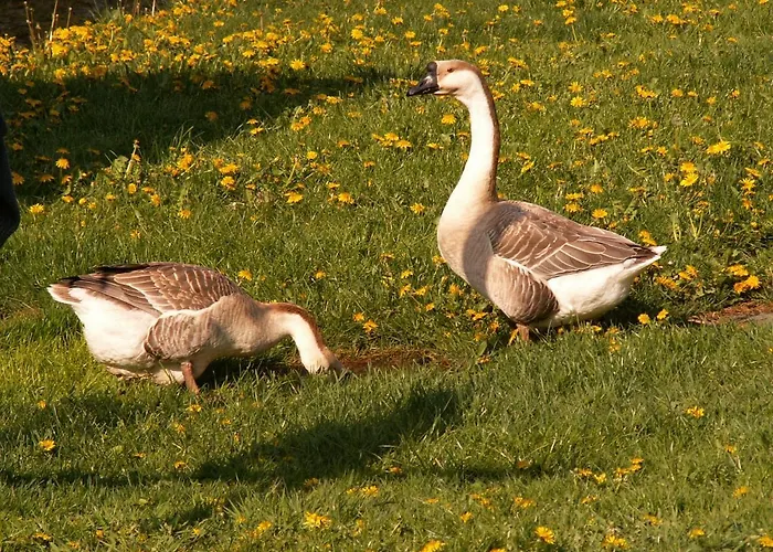 ファームステイ Zagroda Chlopska